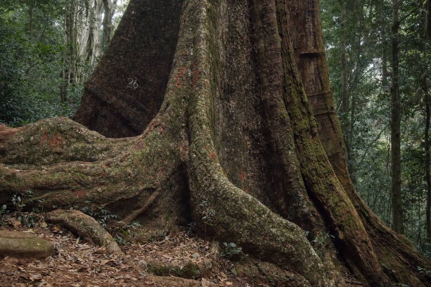 The Big Tree, Chirinda Forest