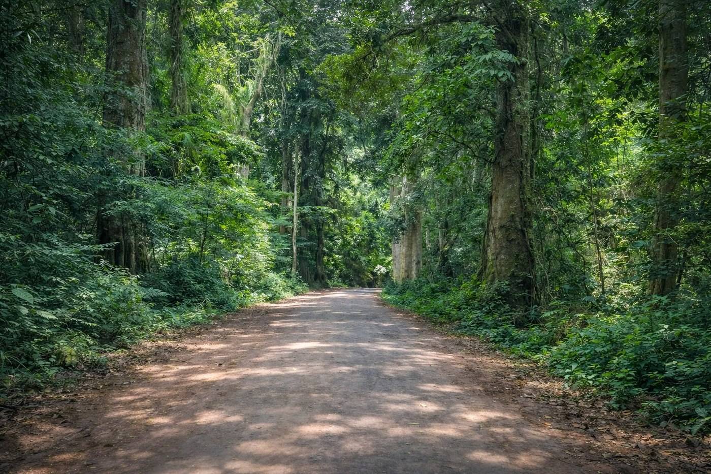 The reserve road through Chirinda Forest