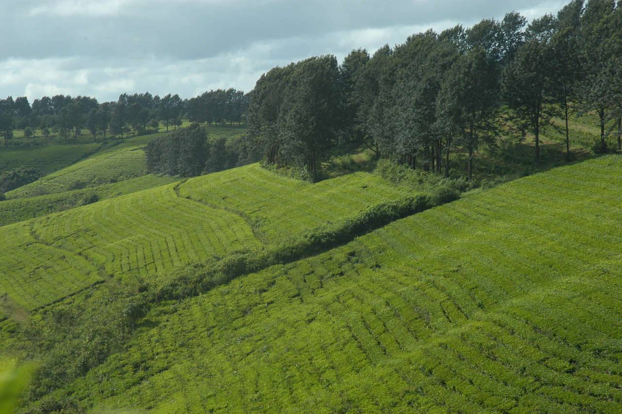 Tea estates in the Chipinge district